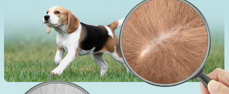 Premium A+ module 5 for Spot-on for dogs by FUTUM